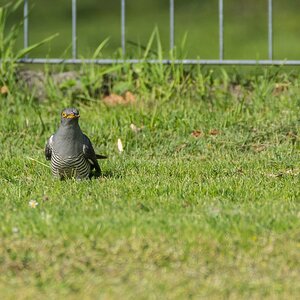 comp 20170515 DSC 5777