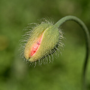 Mohn 3