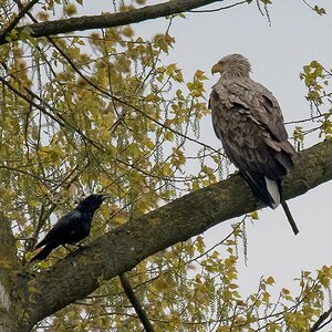 D50 0507 Was willst Du ZwergIA 5 2017