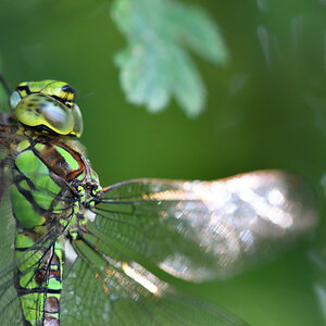 libelle 001 001