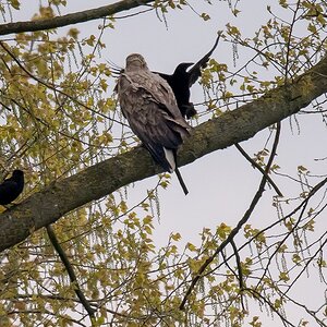 D50 0510 Krähenalarm Adler nimmts gelassenIA5 2017