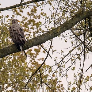 D50 0520 Adler ganz gelassen IIA 5 2017