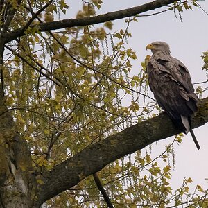 D50 0503 Ein schöner Vogel IA 5 2017