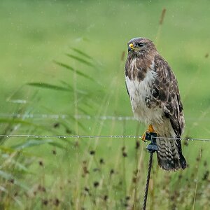 D50 4604 nasser Bussard im Regen IA 8 2017