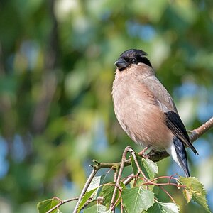 D75 5595 Frau Dompfaff IA 5 2016
