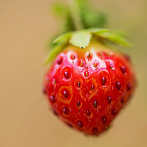 Erdbeere
