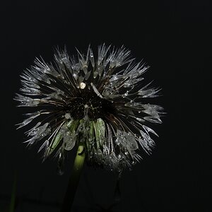 Morgentau / Pusteblume