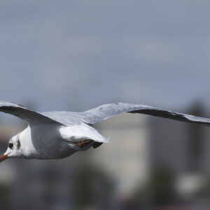 Wenn schon die Schiffe kaum Segel gesetzt hatten, so segelten wenigstens die Möwen