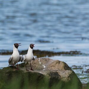 comp 20170610 DSC 5950