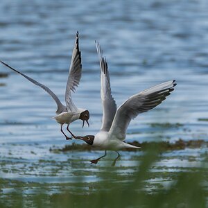 comp 20170610 DSC 5951