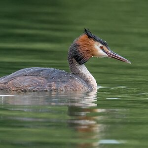 D50 3825 Haubi auf grünem Teich IA 7 2017