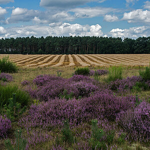Heide