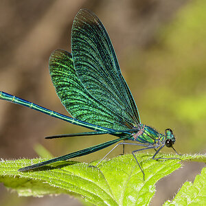 Blauflügel Prachtlibelle