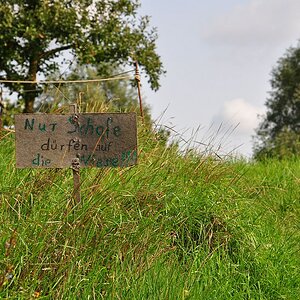 DSC 3731