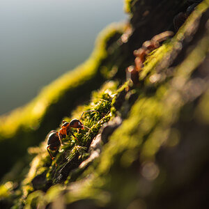 Paare
