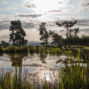 Teich