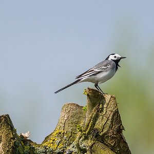 comp 20170514 DSC 5699