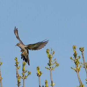 comp 20170514 DSC 5719