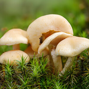 Pilz (1 von 1)