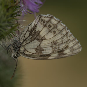 schmetterling 03