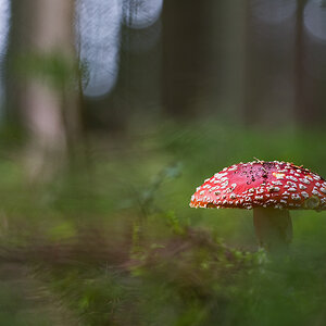 Fliegenpilz