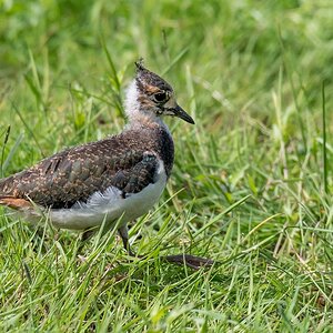 D50 3873 junger Kiebitz IA 7 2017