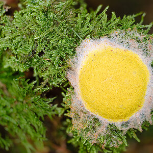 Pilze (1 von 3)
