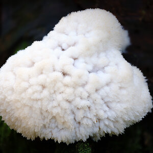 Pilze (2 von 3)