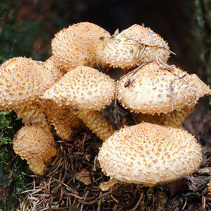 Pilze (3 von 3)