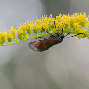 Blutströpfchen, Sechsfleck-Widderchen (Zygaena filipendulae)
