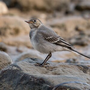 D50 5675 junge Bachstelze Poel IA 8 2017