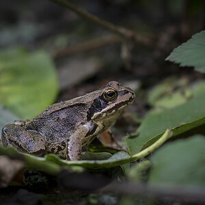 Frosch V1