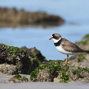 s1913 Isabela Semi palmated Plover 5073