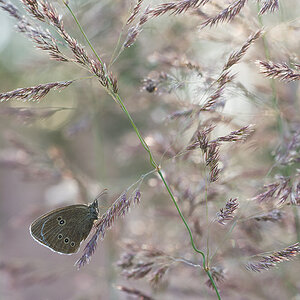 Brauner Waldvogel (Aphantopus hyperantus)