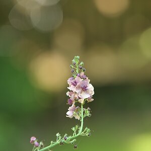 (c)K.R 540DSC 3312