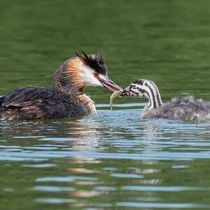 D50 3749 ein lecker Fisch von Mama IA 7 2017