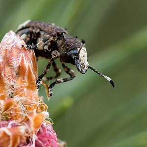 D50 1376 unbekannter Käfer IIIA 5 2017