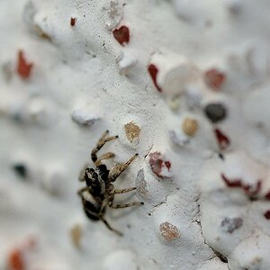 Spinne