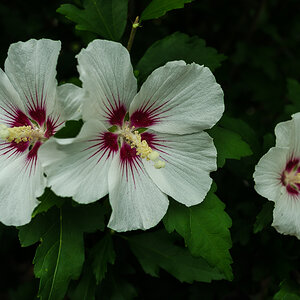Malvenblüten weiß