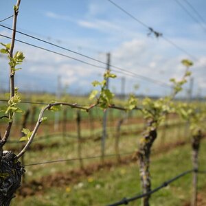 Sommerach - Hallburg - 1