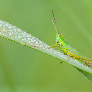 Kleine Goldschrecke (Euthystira brachyptera)