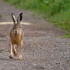 D50 2230 Hase trabt auf mich zuIA 5 2017