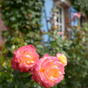 Rosen am Haus