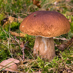 Steinpilz