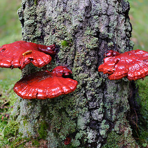 Pilze (5 von 3)
