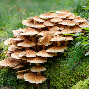 Pilze (6 von 3)