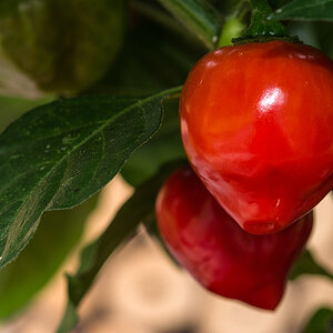 Red Savina