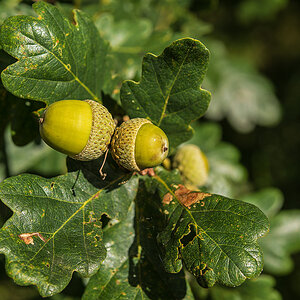 Stieleiche 1