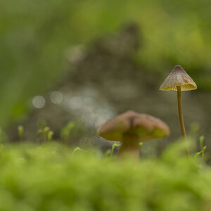 pilze12