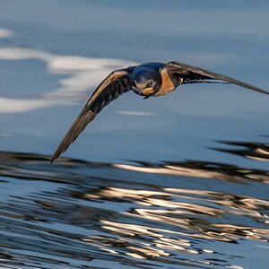 D50 5998 rasante Jagd über dem Wasser IA 8 2017